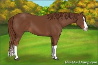 Horse Color:Chestnut Splash