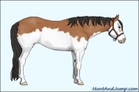 Horse Color:Bay Splash Frame