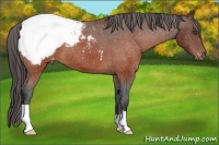 Horse Color:Brown Snowcap 
