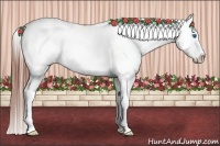 Horse Color:Black Splash Appaloosa