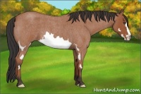 Horse Color:Bay Roan Splash Frame 