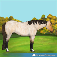Horse Color:Gray Buckskin Roan Dun