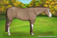 Horse Color:Classic Champagne Splash Frame 