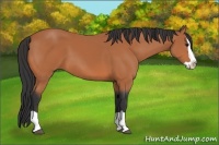 Horse Color:Bay Splash 