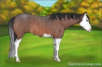 Horse Color:Bay Roan Splash 