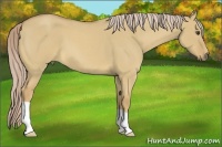 Horse Color:Palomino Roan Dun 
