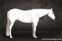Horse Color:Brown Appaloosa