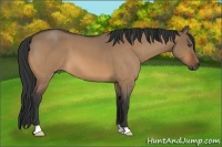 Horse Color:Bay Roan Dun 
