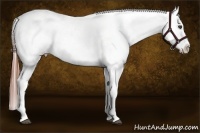Horse Color:Brown Snowcap 