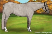 Horse Color:Silver Grullo Roan 