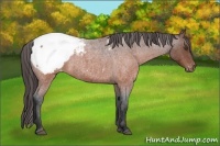Horse Color:Brown Roan Appaloosa