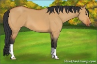Horse Color:Bay Dun 