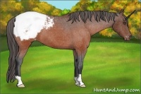 Horse Color:Brown Appaloosa