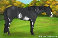 Horse Color:White Spotted Black Splash Frame 