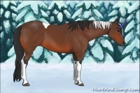 Horse Color:Bay Tobiano 