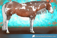 Horse Color:White Spotted Silver Brown Sabino Splash Appaloosa Rabicano