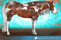 Horse Color:White Spotted Silver Brown Sabino Splash Appaloosa Rabicano 