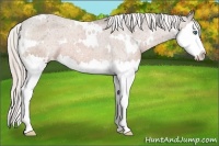 Horse Color:White Spotted Silver Bay Sabino Splash Appaloosa Rabicano