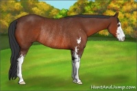 Horse Color:Bay Sabino Rabicano
