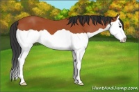 Horse Color:Bay Splash