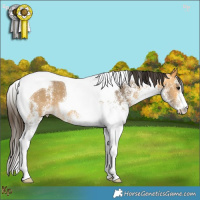 Horse Color:White Spotted Buckskin Tobiano 