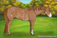 Horse Color:White Spotted Chestnut Frame 