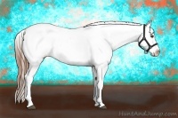 Horse Color:White Spotted Red Roan Frame Leopard 