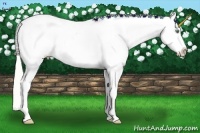 Horse Color:Silver Amber Cream Champagne Dun Sabino Splash Tobiano Frame Appaloosa Rabicano 