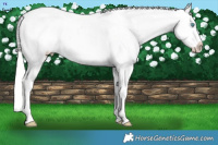 Horse Color:Silver Amber Cream Champagne Dun Sabino Splash Tobiano Frame Appaloosa Rabicano 