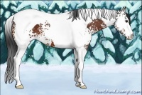 Horse Color:White Spotted Bay Tobiano