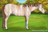 Horse Color:White Spotted Bay Ice Pearl Splash