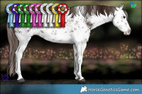 Horse Color:White Spotted Liver Chestnut Ice Sabino Splash 