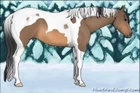 Horse Color:Buckskin Tobiano 