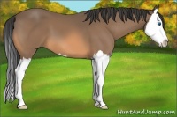 Horse Color:Buckskin Sabino Splash