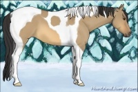 Horse Color:Buckskin Dun Tobiano 