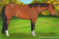 Horse Color:Bay 