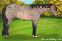 Horse Color:Buckskin Roan 