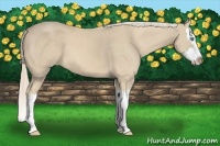 Horse Color:Cremello Sabino Splash 