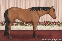 Horse Color:Bay Rabicano 