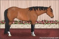 Horse Color:Bay Rabicano 