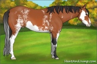Horse Color:White Spotted Bay Splash Frame 