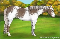 Horse Color:White Spotted Silver Black 