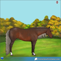 Horse Color:Liver Chestnut 