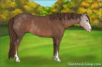 Horse Color:Liver Chestnut Sabino Rabicano 