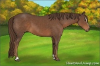 Horse Color:Liver Chestnut Sabino 