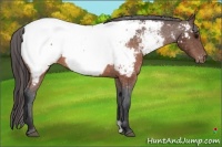 Horse Color:Brown Appaloosa