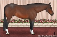 Horse Color:Bay Roan 