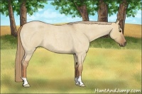 Horse Color:Red Dun Roan