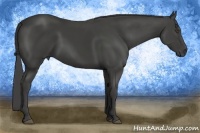 Horse Color:Smoky Black 