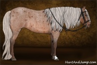 Horse Color:Silver Bay Roan 